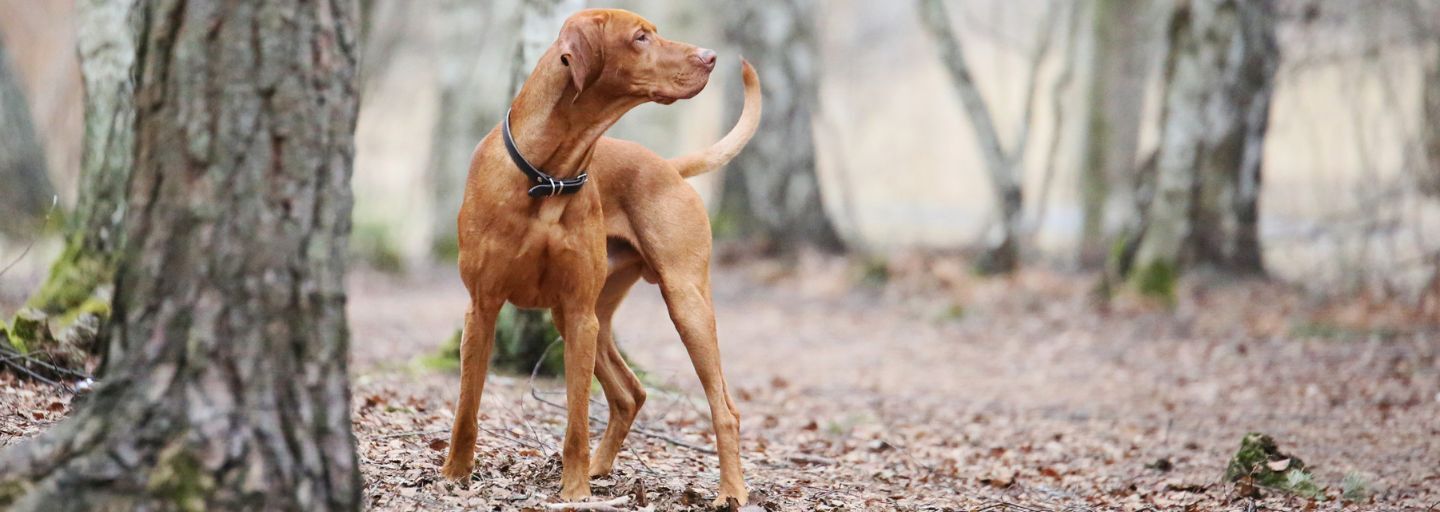 Vizsla dog outside