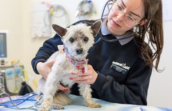 Aimal Aid nurse with a little dog