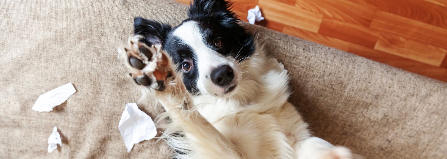 dog showing paw