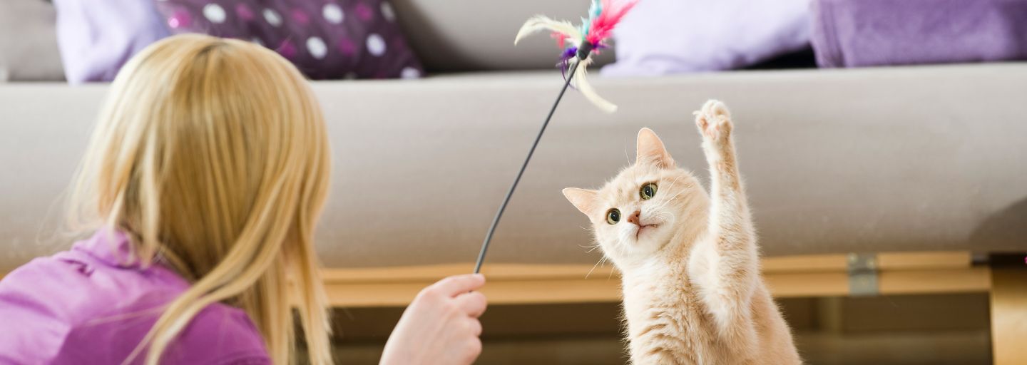 Owner playing with cat using a dangling toy