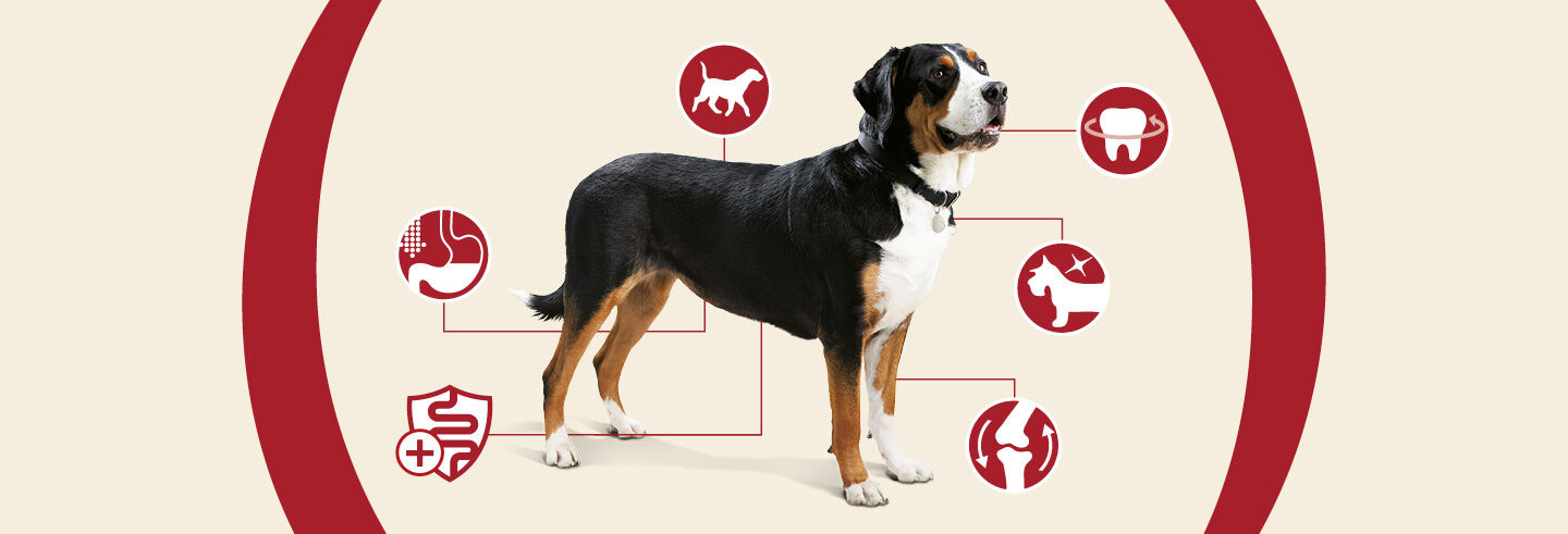 Dog standing with digestive, immunity, dental, coat, heart, and joint health icons.