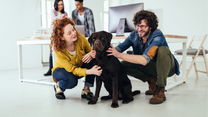 golden retriever in the office with employees
