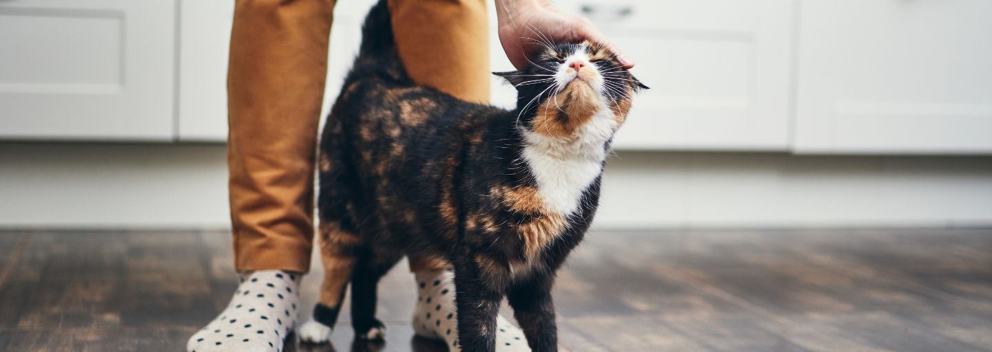cat rubbing against owner's leg