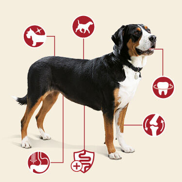 Purina ONE Dog 6 signs of health diagram
