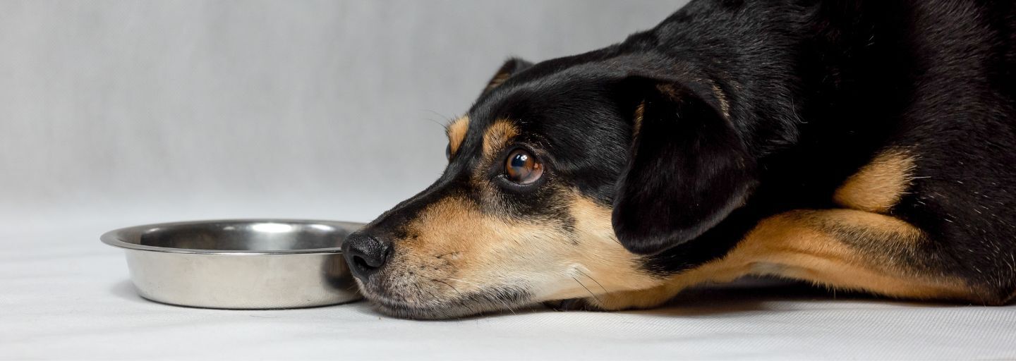 sad dog not eating