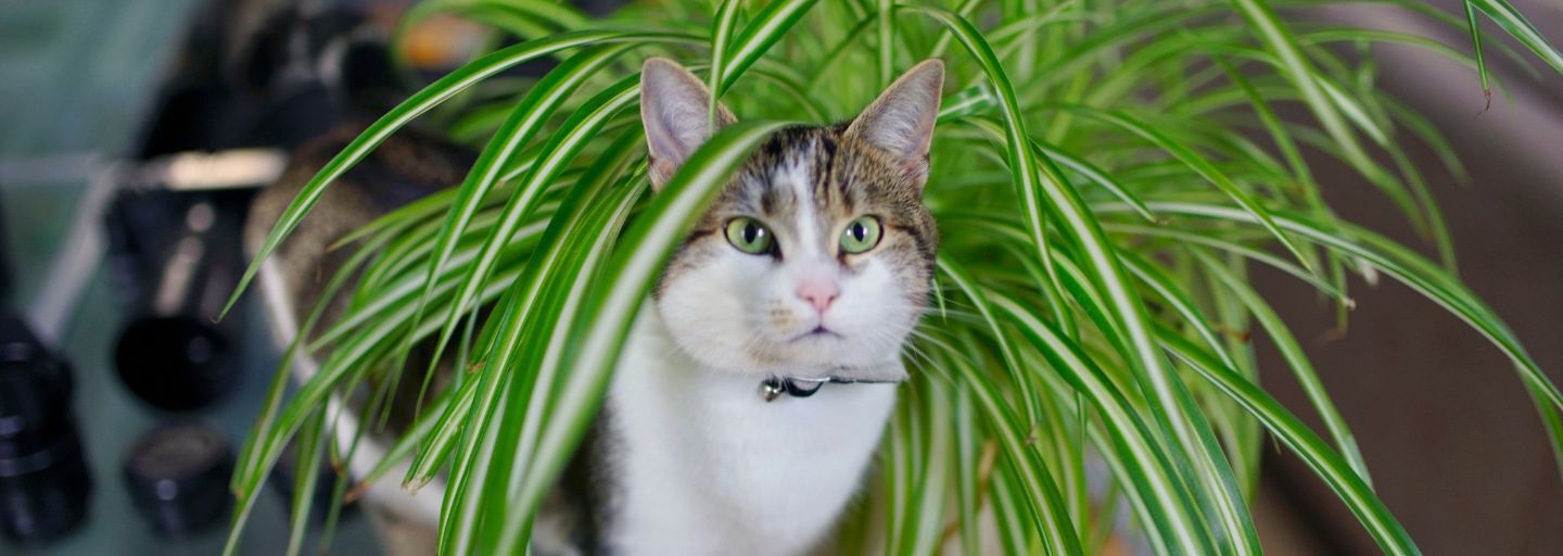 Beautiful cat standing between the leaves of a spider plant.