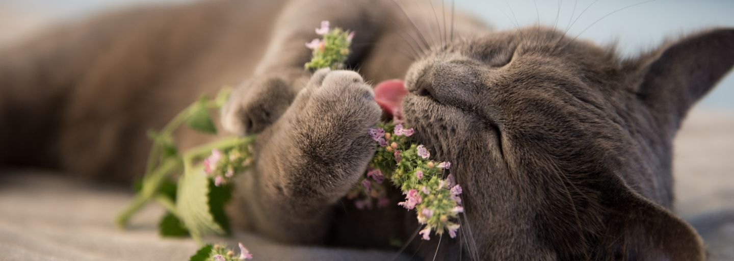 Gray Cat Enjoying Fresh Catnip Outside.