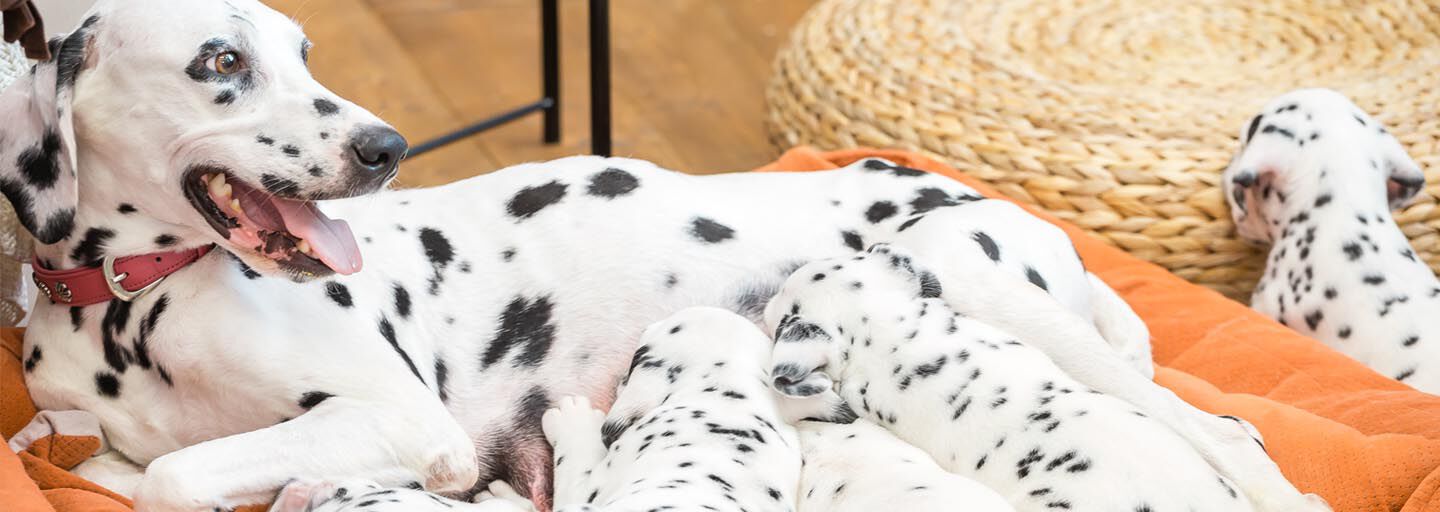 A Dalmatian mother dog lying on an orange bed, nursing her spotted puppies.