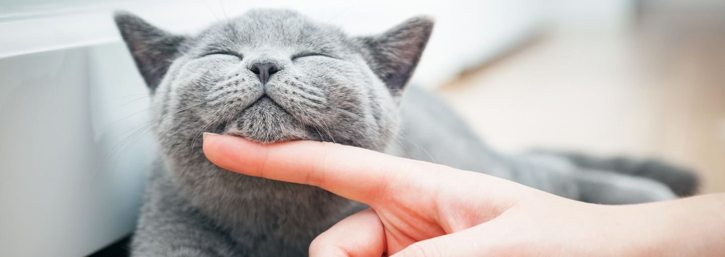 destressing a cat