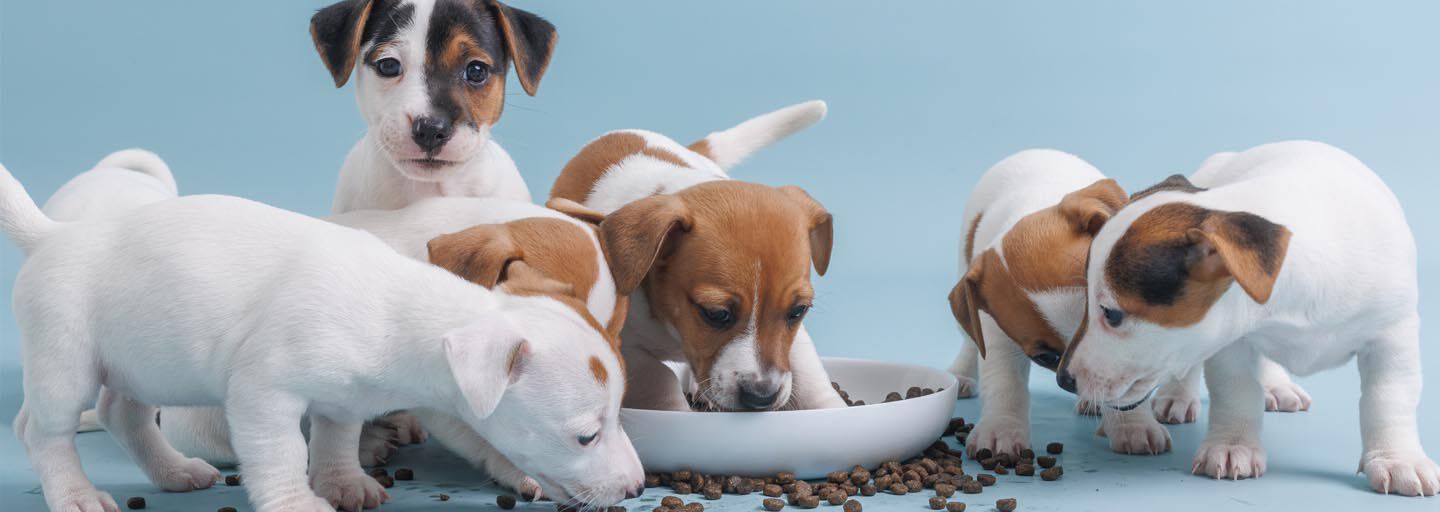 A group of Jack Russell Terrier puppies eating dry food from a white bowl on a light blue background.