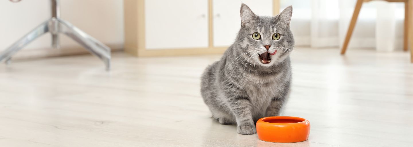 Gray cat near orange food bowl licking its mouth.