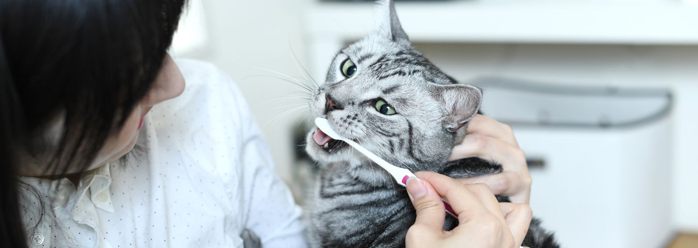 cat getting teeth cleaned
