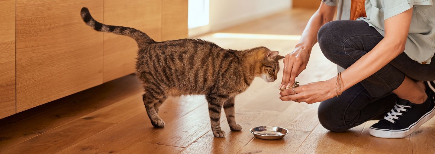 man giving cat food