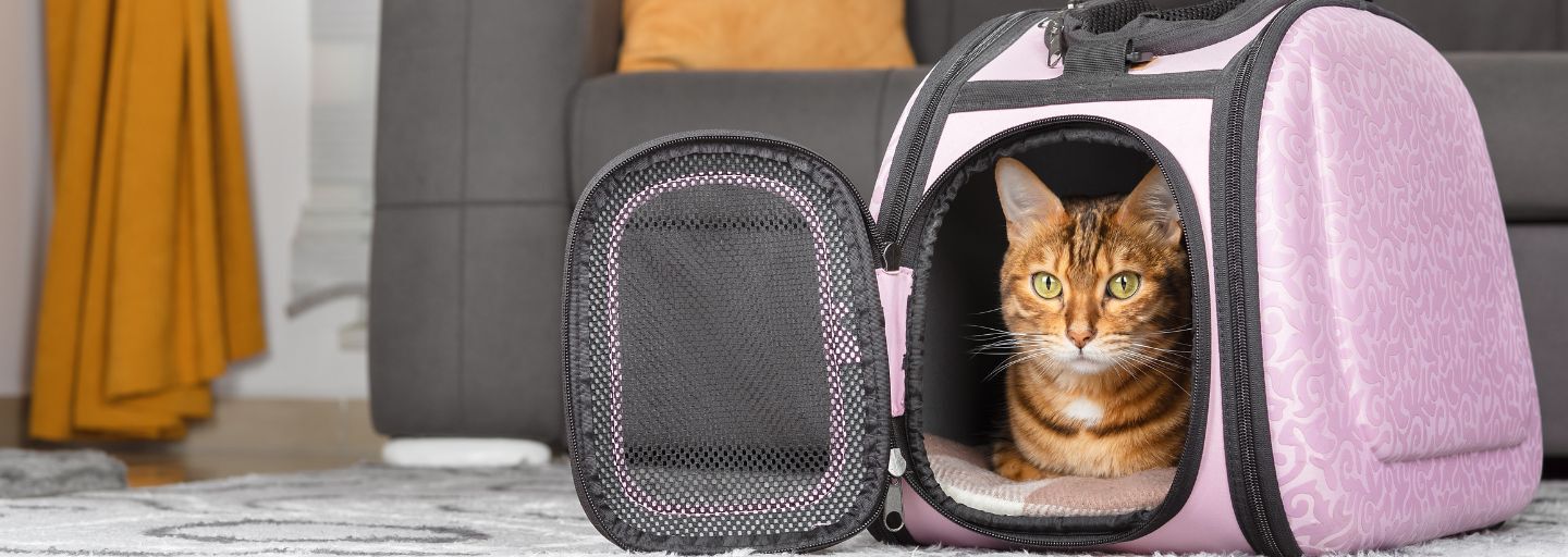 Cat sitting in a cat travelling carrier
