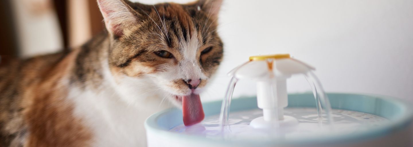 Cat drinking from water dispenser with automatic gravity refill.