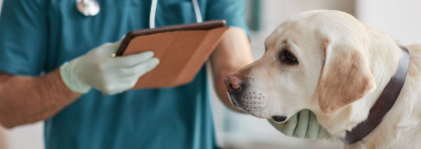 Dog having a consultation at the vet