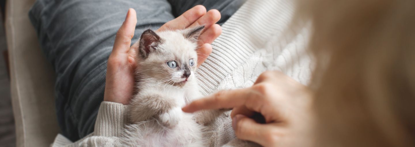 Owner playing with kitten on their lap