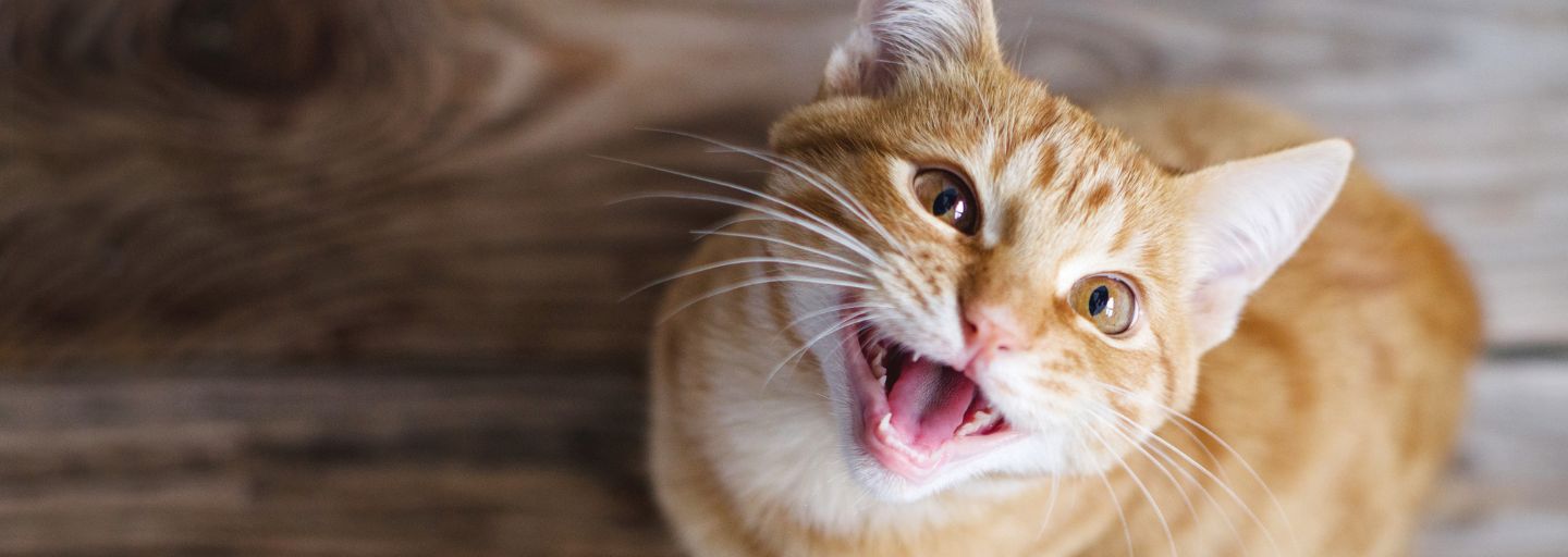 Ginger cat meowing