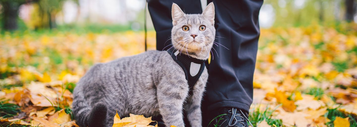 Gray cat on a leash with male owner in yellow leaves.