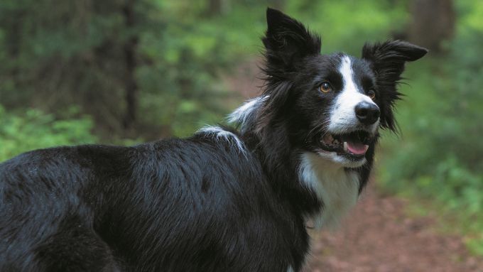 PRO PLAN dog border collie