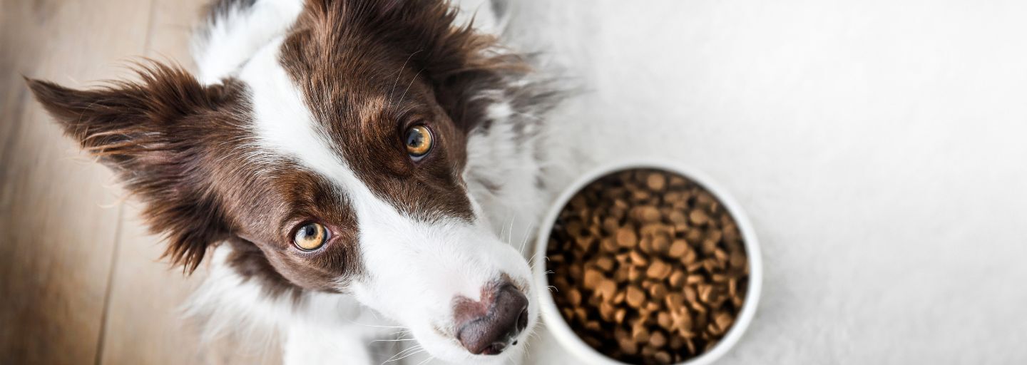 dog waiting for food