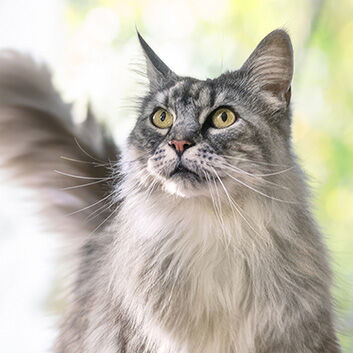 PURINA ONE cat looking at camera