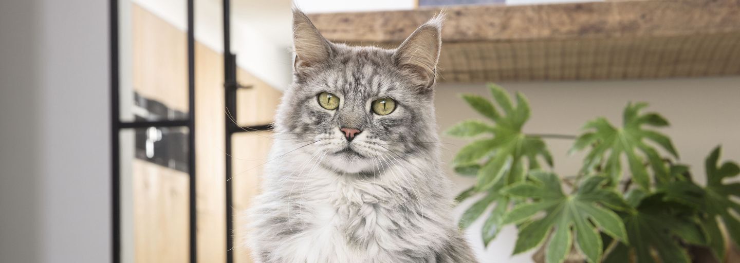 Silver Maine Coon indoor with a blurred background. 