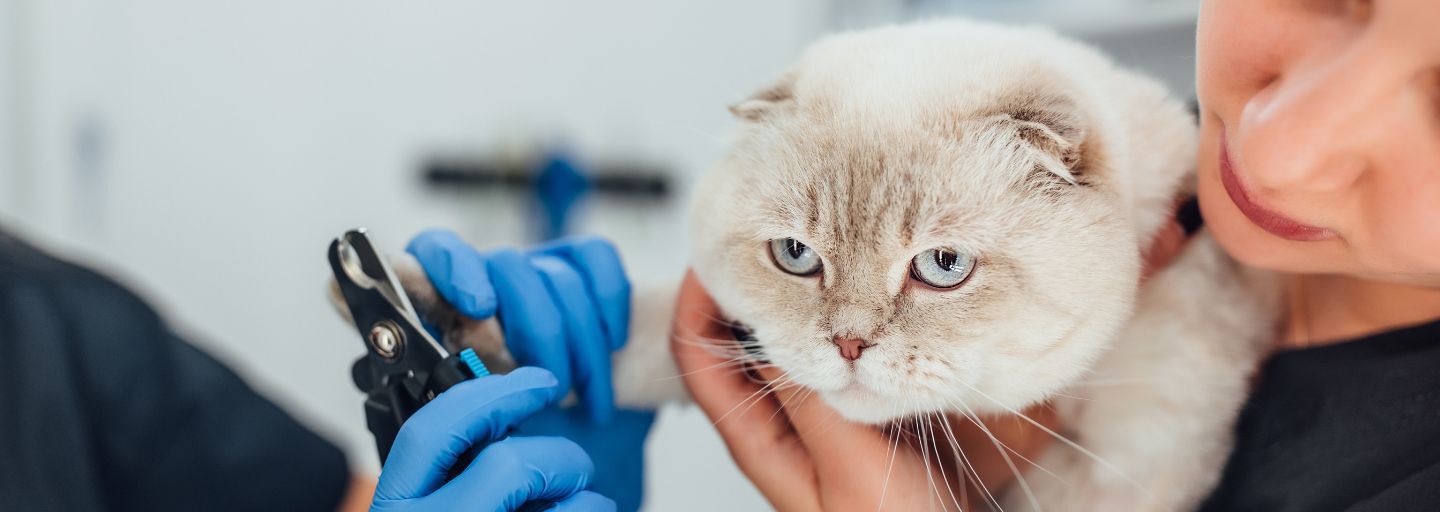 A veterinarian wearing blue gloves carefully trims the nails of a white cat