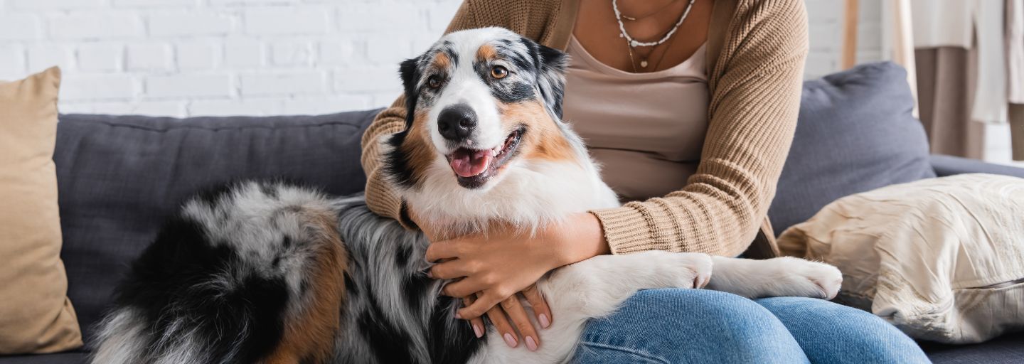 Dog sitting happily on lounge with owner