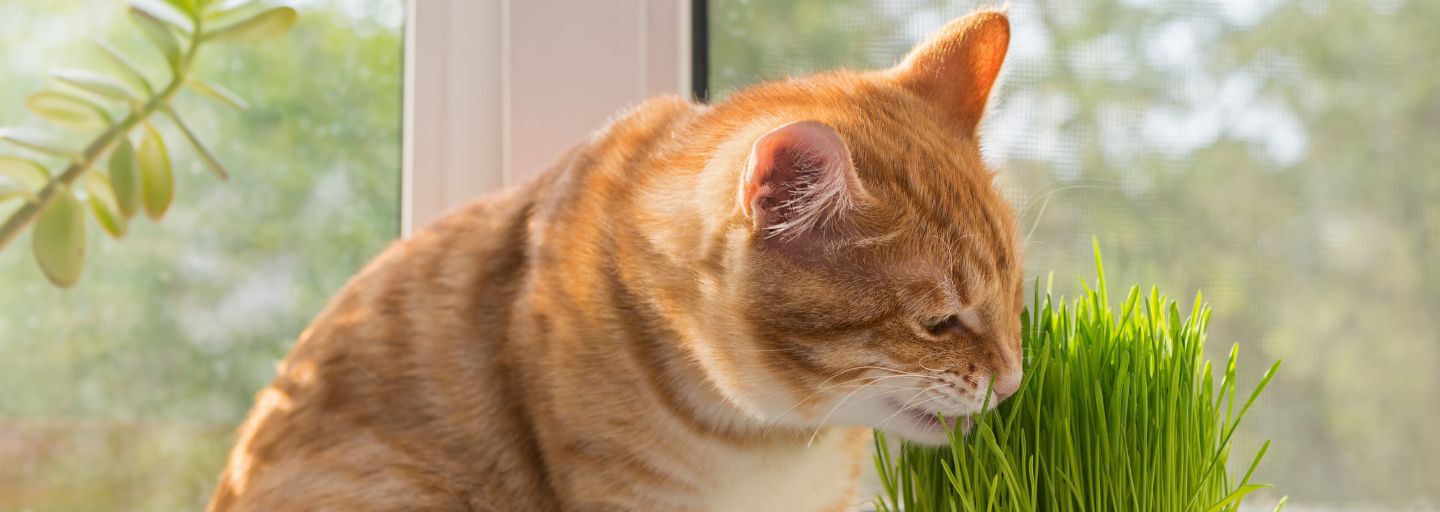Cat eating grass plant
