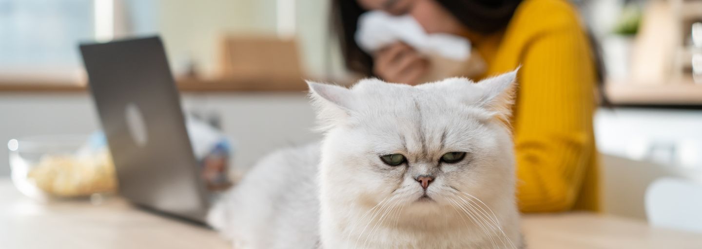An Asian young woman, suffering from allergies to cat's fur, sneezes while working from home on her laptop computer, and she covers her nose with a tissue due to her pet's fur allergy.