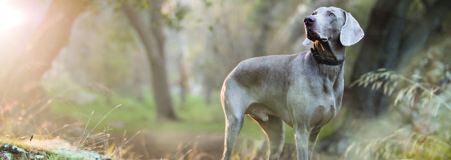 large dog in nature