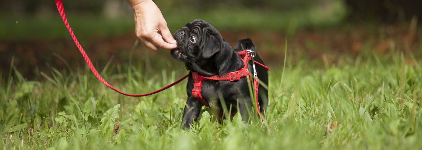 Cute little happy black puppy pug in park on grass first training getting a reward.