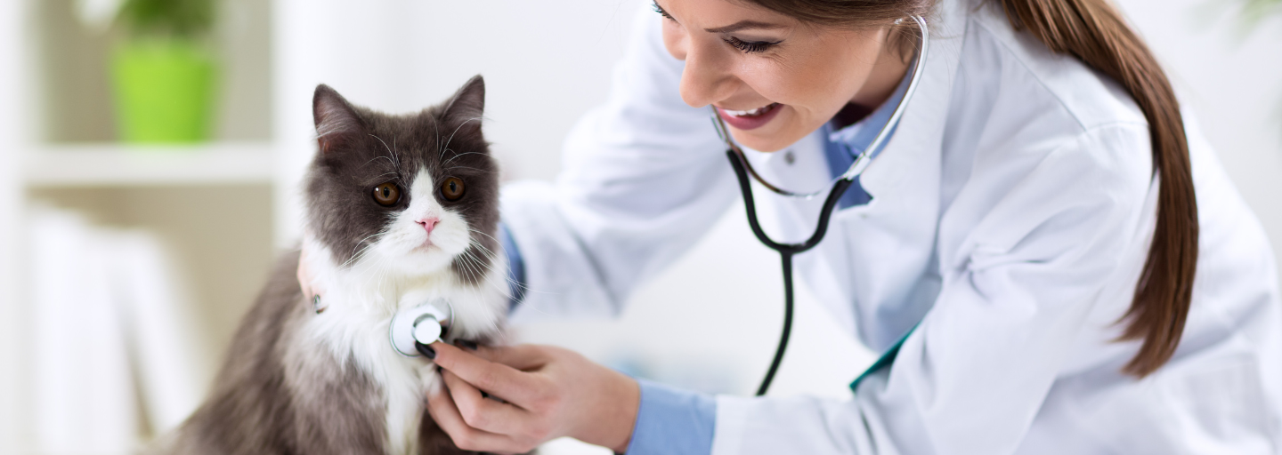 Persian cat getting a check-up by a female nurse at the vet