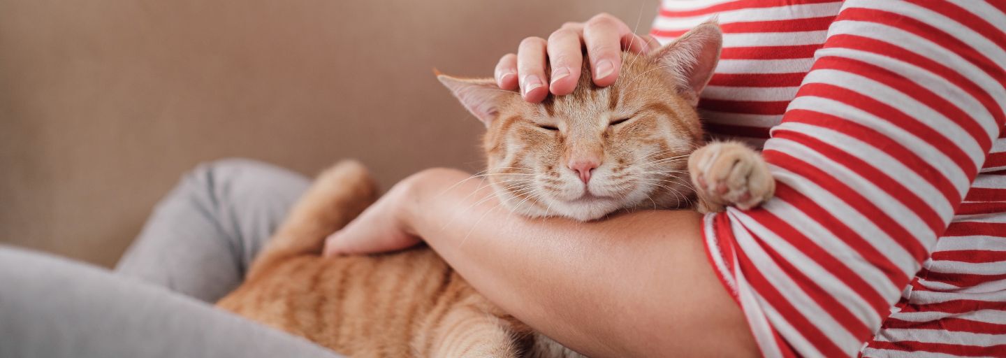 Cat sitting on owners lap being petted