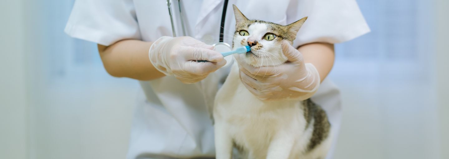 The veterinarian is cleaning the cat's teeth.