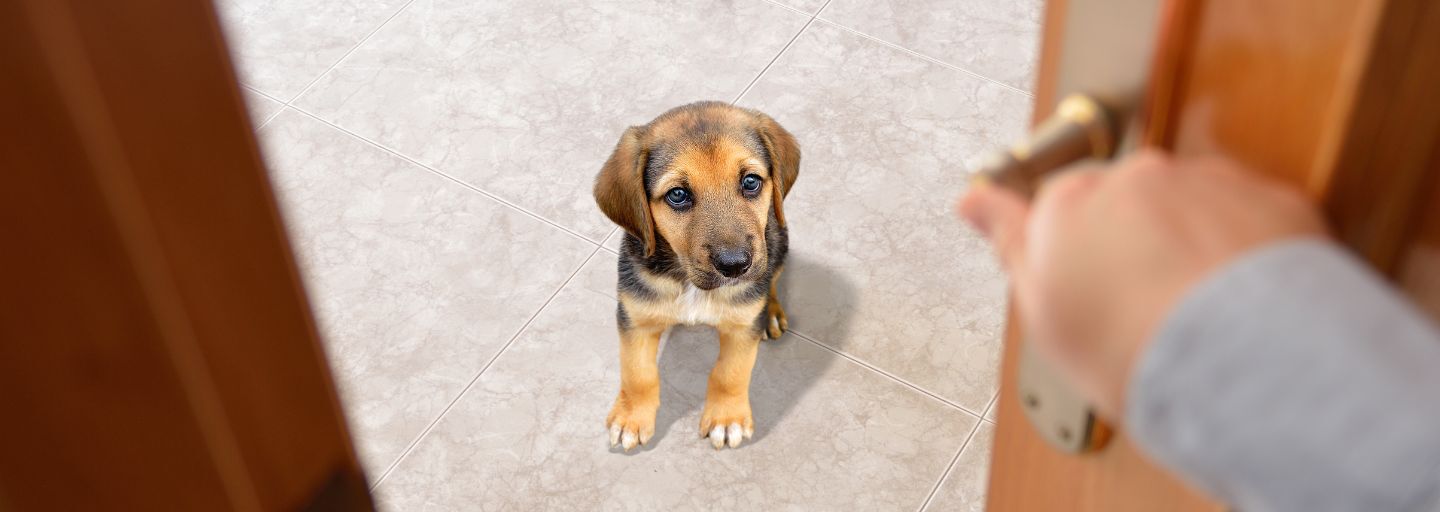 Puppy standing on front of an opening door