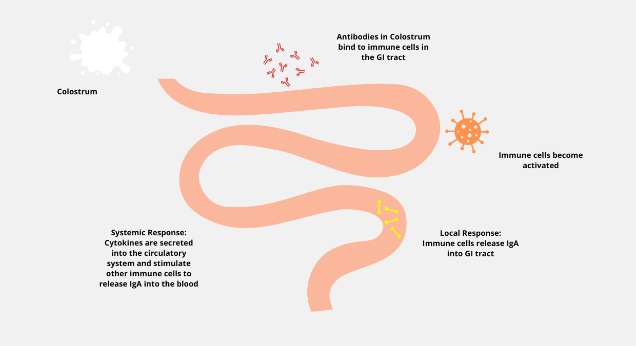 Part of gut and text around how colostrum helps