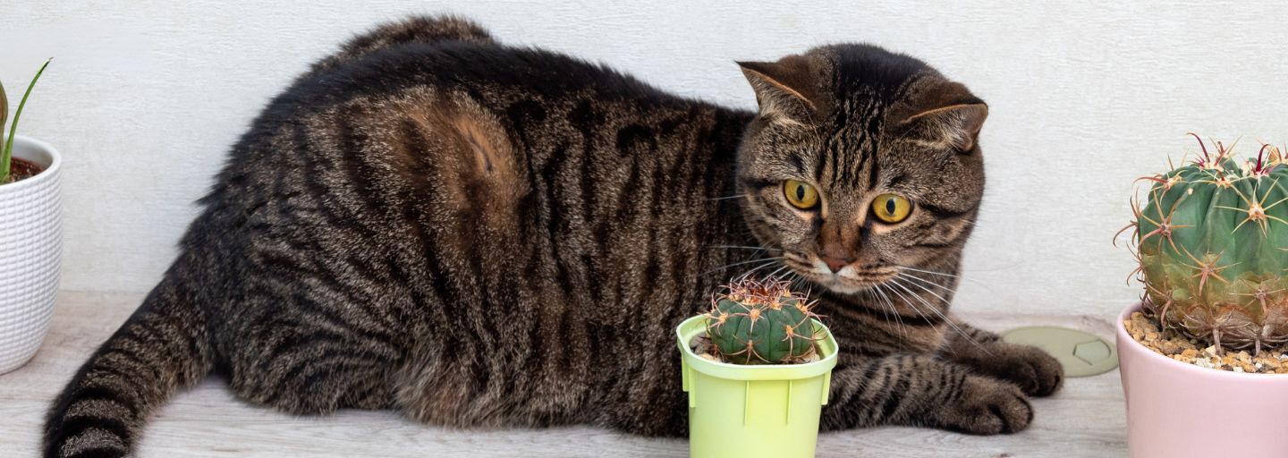 Behind the cactus lies an adult tabby cat on the table. 