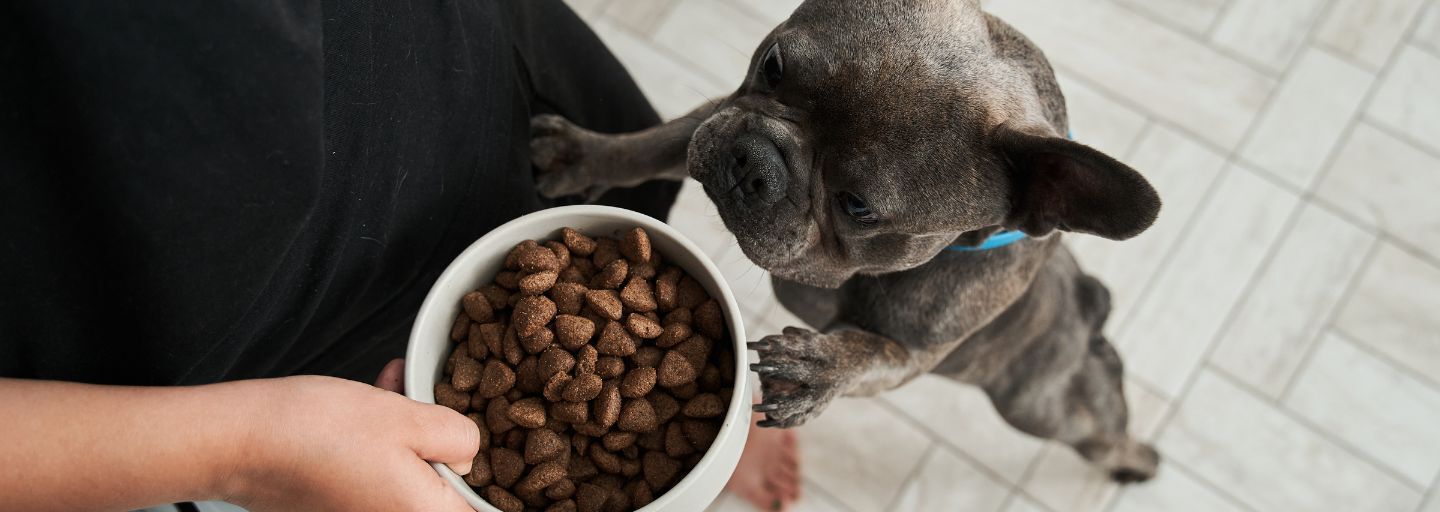 dog waiting for food