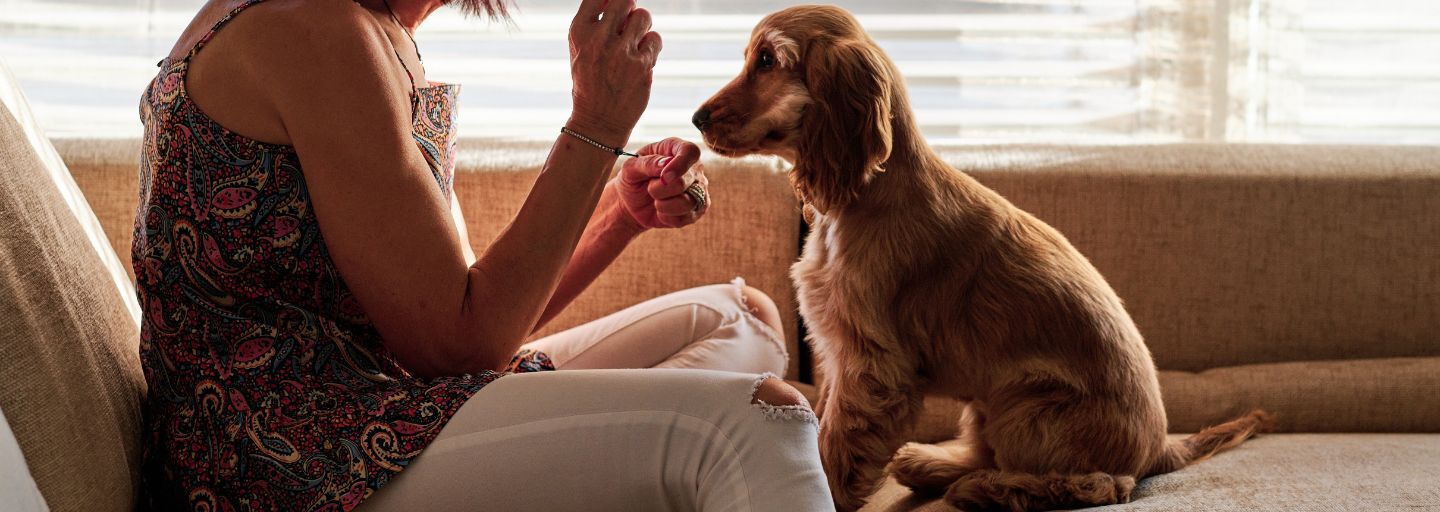 Woman giving a treat to a dog on the sofa.