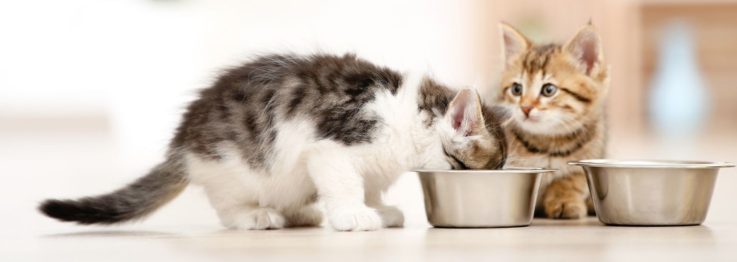 kittens eating