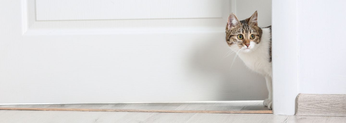 Cute funny cat walking through door at home.