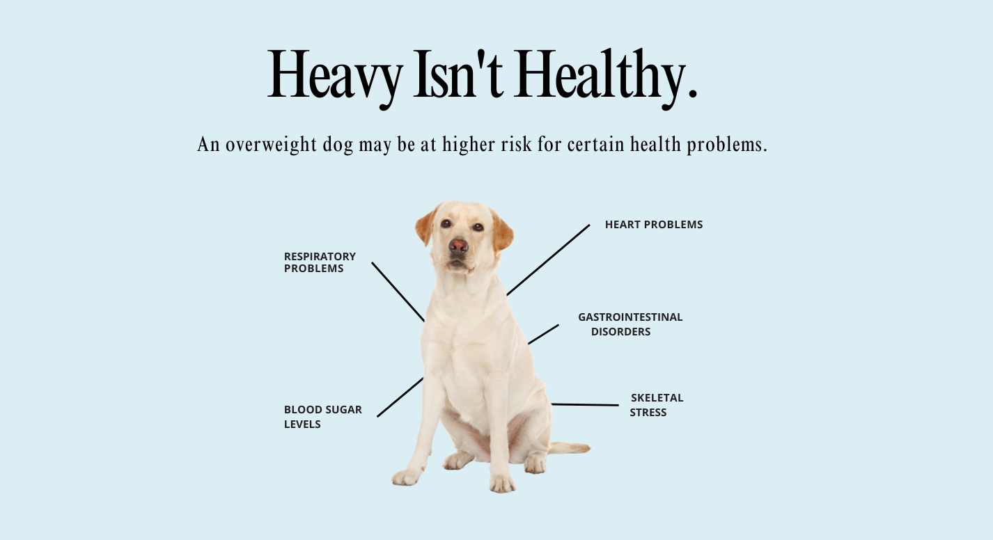 Golden retriever with text pointing out the risks of being overweight.