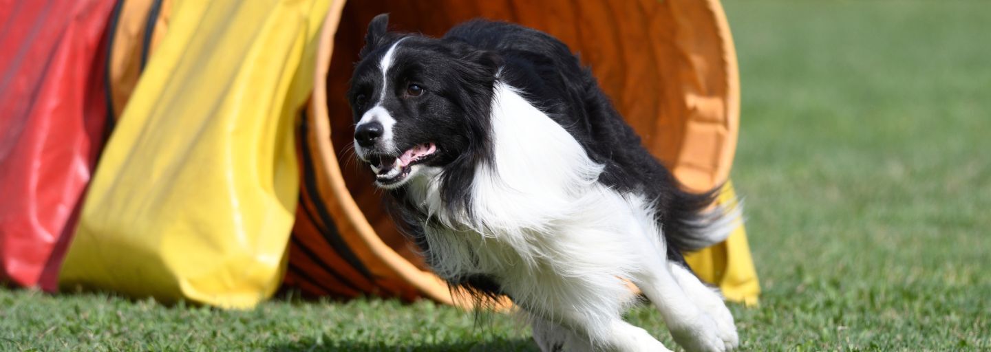 Dog running out of an agility tunnel