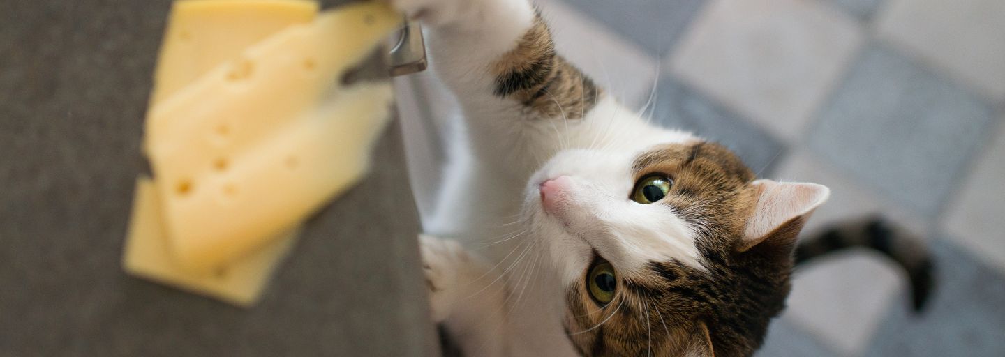 cat reaching for a cheese on a table
