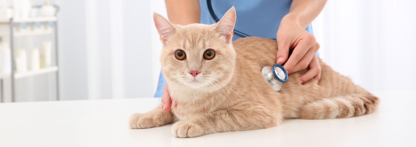 Veterinarian examining cat with stethoscope in clinic.