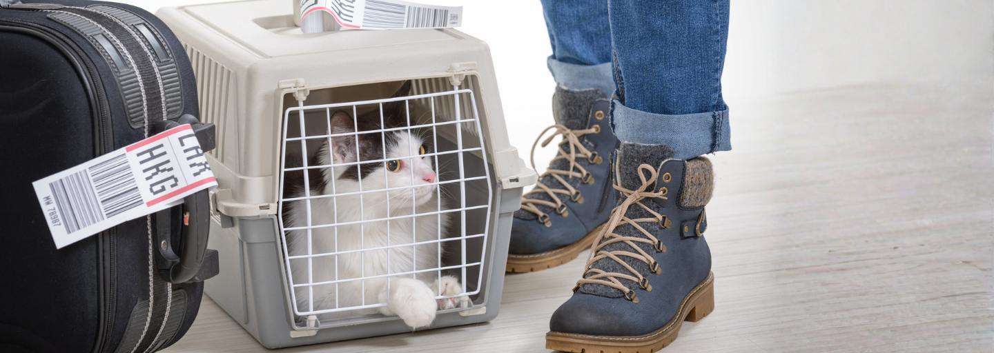 Cat in a carry cage