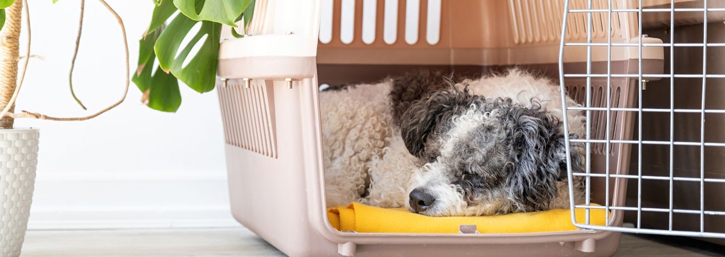 dog sleeping in a crate