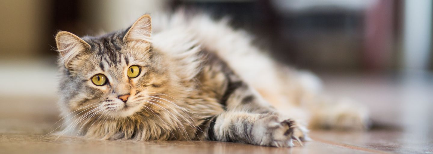 Cat laying down on the floor